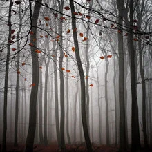 Photo art by Carsten Meyerdierks: serene November landscape in fog