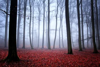 Fotokunst von Carsten Meyerdierks: nebliger Wald mit buntem Laub und ruhiger Stimmung