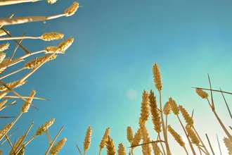 Charming cornfield with gentle waves under a blue sky illuminated by the sun.