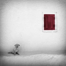Lonely dog on a pebble beach in Greece