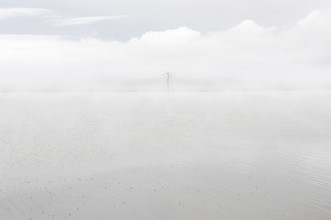 Schoo Flemming, Tree in Fog (Mongolia, Asia)
