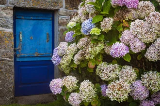 Blue door on an old house in Brittany, surrounded by blooming hydrangeas.