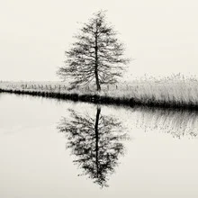 Baum #9 - fotokunst von J. Daniel Hunger