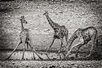 Franzel Drepper, giraffe at waterhole A