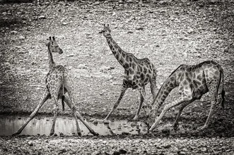 Giraffe drinking at a waterhole in Namibia, soft colors and calm atmosphere.