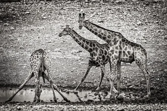 Photo art by Franzel Drepper: Giraffes drinking at a waterhole in Namibia's landscape.