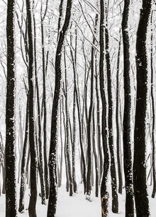 Monochrome photo art by Heiko Gerlicher: frosty forest with beech trees in snow
