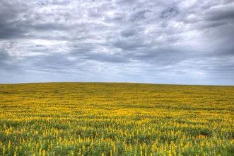 Fotokunst von Björn Groß: sanfte Blumenwiese unter einem wolkigen Himmel in Portugal