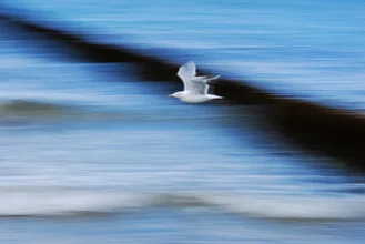 Photo art by Alexander Barth: seagull flying over water with gentle waves