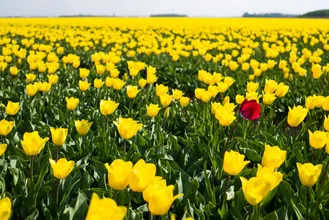 Fotokunst von Simon Bode: Farbenfrohe Tulpenblüte im Feld mit sanftem Licht.