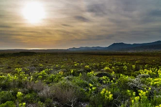 Wunderschöne Fynbos-Vegetation am Kap der Guten Hoffnung bei Sonnenuntergang