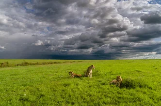 Photo art by Ralf Germer: young lions lounging in the savanna under a stormy sky