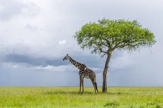 Schattensucher: Giraffe genießt den Schatten eines Baumes in der afrikanischen Savanne.