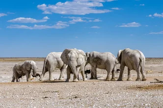 Fotokunst von Ralf Germer: weiße Elefanten in der savannenartigen Landschaft Namibias