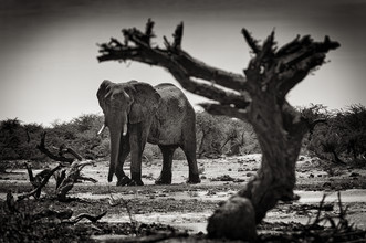 Franzel Drepper, Elefant at Third bridge camp in Botsuana
