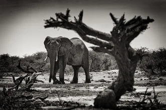 Photo art of an elephant in Botswana, featuring the animal's silhouette against a tree.