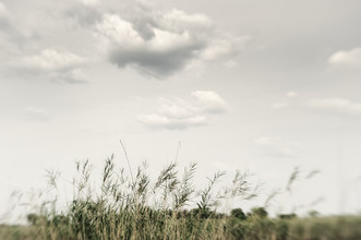 Franzel Drepper, Papyrus in the Okavango Delta - Botsuana
