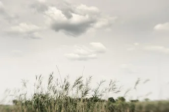 Papyrus in the Okavango Delta: gentle colors and harmonious composition