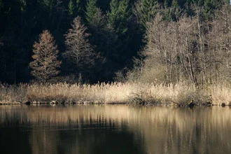 Fotokunst von Ernst Pini: ruhiger Uferblick auf einen See in Oberschwaben