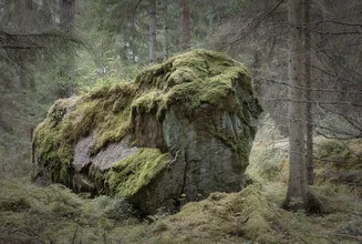 Image by Silvia Becker: rock surrounded by trees and moss in the forest