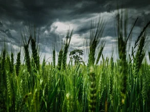 Photo art by Greg Hogan: storm over a wheat field in summer