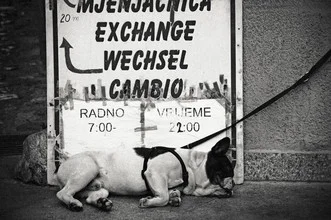 Wall art by Andreas Odersky: sleeping bulldog next to a street sign in Croatia