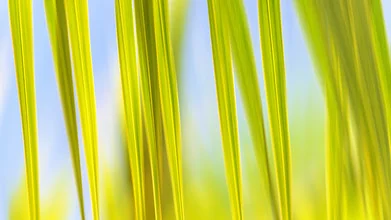 Photo art of moving palm leaves on Mooera Island, vibrant green and yellow tones.