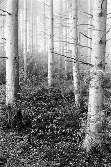 Photo art by Andreas Odersky: misty birch trees in the forest