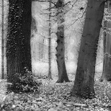 Photo art by Andreas Odersky: gentle forest scene with mist and branches