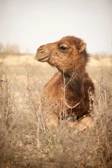 A beautiful camel in the Uzbek desert, conveying a relaxing mood.