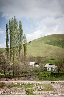 Photo art by Jeanette Dobrindt: donkey on a green meadow in Uzbekistan