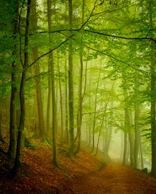 Photo art by Torsten Muehlbacher: gentle misty scene in the forest