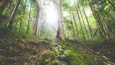 Torsten Muehlbacher, Forest mood (Austria, Europe)