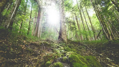 Photo art by Torsten Muehlbacher: serene forest mood with gentle sunlight