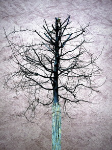 Anuschka Wenzlawski, Fragility