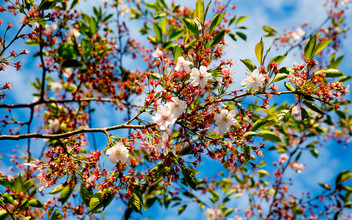 Torsten Muehlbacher, Springtime - Sweden, Europe)