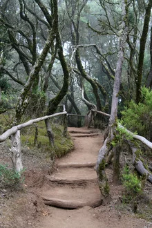 Fotokunst von Jens Berger: ruhige Waldlandschaft auf La Gomera