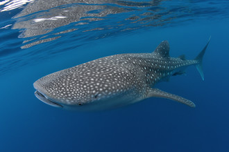 Christian Schlamann, Whaleshark (Dominican Republic, Latin America and Caribbean)