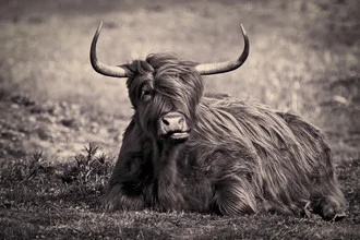 Photo art by Silvia Becker: Highland cattle in sepia tones, calm ambiance