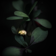 Gregor Ingenhoven, Blüte