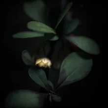 Photo art by Gregor Ingenhoven: delicate blossom in soft colors