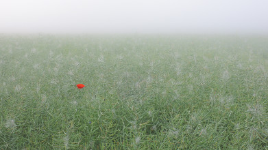 Gregor Ingenhoven, Mohn