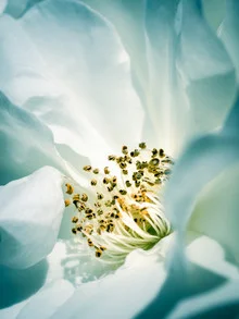 Rose II - fotokunst von Gregor Ingenhoven
