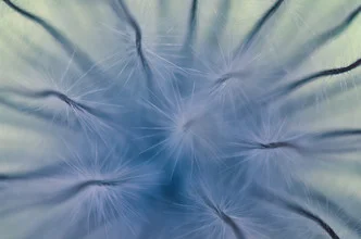 Fotokunst von Gregor Ingenhoven: detailreiche Makrofotografie einer Blüte