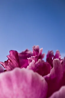 Fotokunst von Gregor Ingenhoven: zarte Pfingstrose vor blauem Himmel
