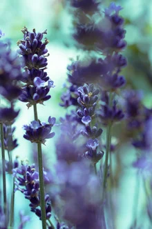 Photo art by Gregor Ingenhoven: soft colors and shapes of flowers in sunlight