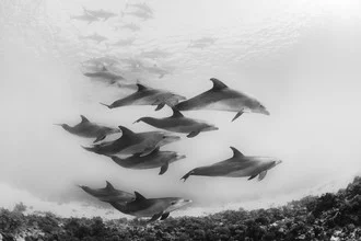 Wunderschönes Fotomotiv von Christian Schlamann: Familie schwimmt mit Delfinen im Roten Meer.