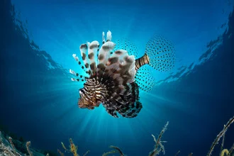 Photo art by Christian Schlamann: underwater shot of a lionfish with sunrays filtering through.