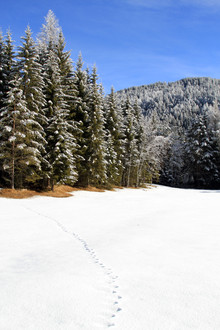 Jens Berger, Winter (Austria, Europe)