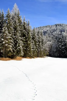 Winter landscape with footprints in the snow and trees under a blue sky